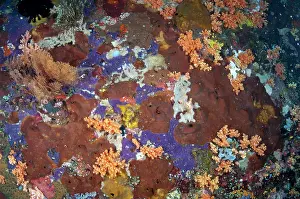 Squirt: 80180639 Tunicates - colorful wall Dante's Wall