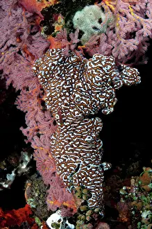 Tunicate: 80180641 Zooid Tunicate Dante's Wall dive site
