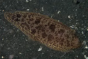 Flatfish: 80180649 Blotched Tongue-sole - during night dive