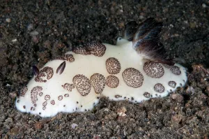 Gill: 80180655 Funeral Jorunna Nudibranch Bronsel dive