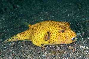 Arothron: 80180656 Star Puffer - sub-adult Bronsel dive site