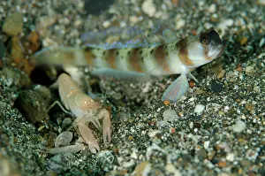 Pier: 80180659 Arcfin Shrimpgoby - with Snapping Shrimp