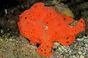 Pictus: 80180680 Painted Frogfish - luring on black sand