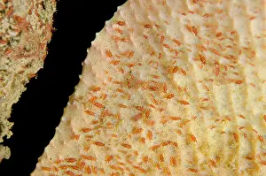 Isopods: 80180684 Sponge Isopods - on sponge TK3 dive site