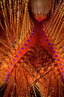 Radiant: 80180689 Radiant Fire Urchin TK3 dive site, Lembeh