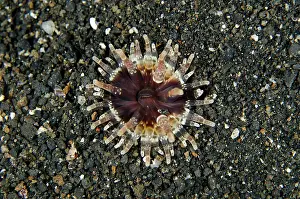 Disc: 80180691 Sand Anemone - on black sand on night dive
