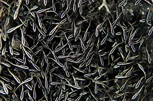 Catfish: 80180692 Striped Catfish - School of juveniles on