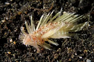 Worm: 80180695 Small Fire Worm - swimming on black sand