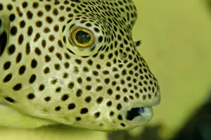 Arothron: 80180697 Star Puffer - Sub-adult inside yellow Elephant
