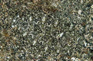 Flatfish: 80180704 Intermediate Flounder - camouflaged in