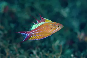 Flasherwrasse: 80180706 Blue Flasherwrasse - nupital display Aw