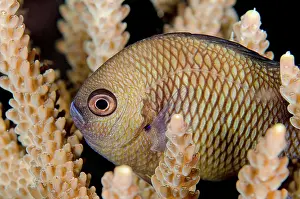 Reticulated: 80180708 Reticulated Dascyllus - inside coral on