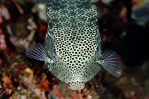 Boxfish: 80180709 Shortsnout Boxfish - on night dive TK1