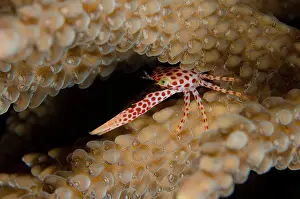 Claw: 80180710 Red-spotted Guard Crab - inside coral on