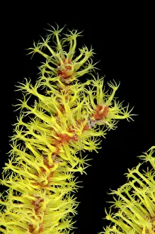 Polyps: 80180713 Sea Pen - with yellow polyps on night dive