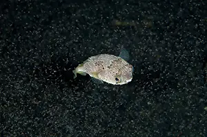 Spine: 80180715 Balloonfish - surrounded by small shrimp
