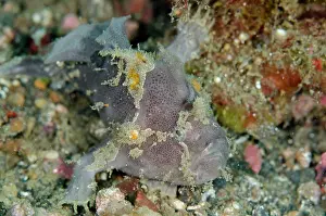 Pictus: 80180721 Painted Frogfish Bronsel dive site, Lembeh