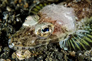 Spinosa: 80180726 Spiny Flathead - on black sand on night