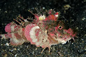 Spine: 80180727 Spiny Devilfish - with erect spines on