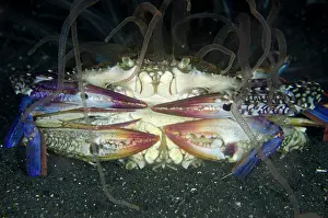 Crabs: 80180736 Swimming Crabs - mating with Tube Anemone