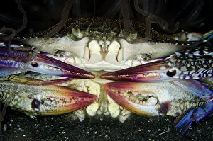 Crabs: 80180737 Swimming Crabs - mating with Tube Anemone