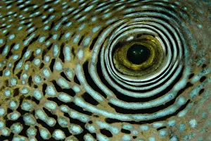 Arothron: 80180738 Blue-spotted Puffer - eye Angel's Window