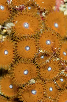 Disc: 80180740 Zooanthid Anemone - Colony Kareko Point