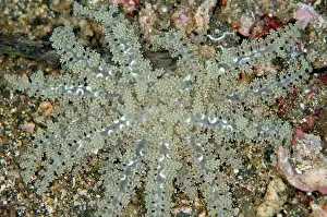 Actinodendron: 80180746 Hellfire Anemone Nudi Falls dive site