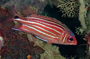 Squirrelfish: 80180754 Threespot Squirrelfish Kaino's Treasure