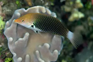 Batu: 80180756 Axilspot Wrasse Batu Sandar dive site