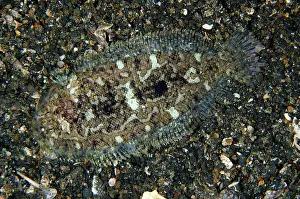 Flatfish: 80180760 Kai Sole - on night dive TK1 dive site
