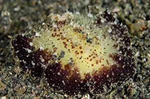 Gill: 80180764 Shaggy Thordisa Nudibranch - on black sand