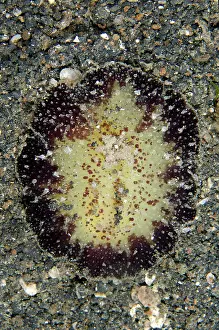 Gill: 80180765 Shaggy Thordisa Nudibranch - on black sand