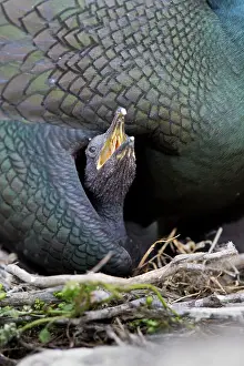 Shag: 80180818 Shag - with chick Northumberland, UK Phalacrocorax