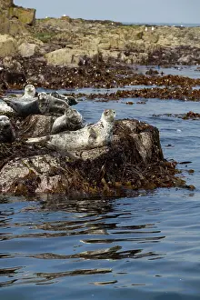 Farne: 80180825 Grey Seals - on rocks Farne Islands, Northumberland