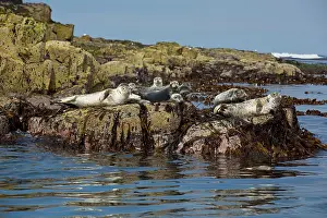 Farne: 80180826 Grey Seals - on rocks Farne Islands, Northumberland