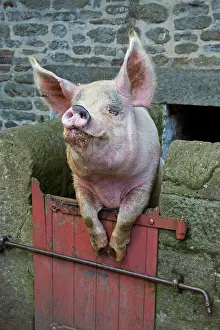 Peering: 80180833 Pig - peering over gate Beamish Museum