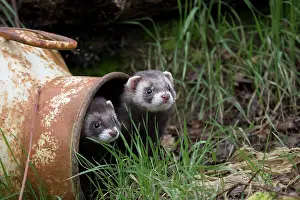 Bucket: 80180834 Polecats - in old bucket (controlled conditions)