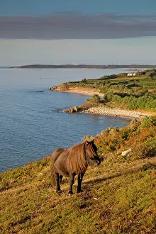 Equine: 80180837 Pony - grazing in field by coast St Mary's