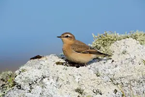 Wheatear: 80180854 Wheatear - on Lichen covered rock Cornwall