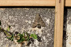 Hawkmoth: 80180867 Hummingbird Hawkmoth Summer - Cornwall