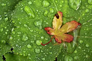 Acer: 80180868 Lady's Mantle Leaves with Acer Leaf -