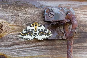 Abraxas: 80180872 Magpie Moth Summer - Cornwall, UK Abraxas
