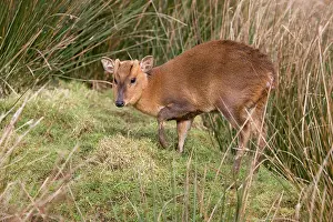 Muntjac: 80180878 Muntjac Deer Cornwall, UK Muntiacus reevesi