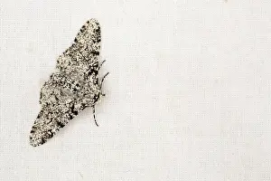 Peppered: 80180880 Peppered Moth Summer - Cornwall, UK Biston