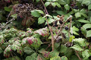 Bramble: 80180888 Giant Prickly Stick Insect / Spiny Leaf