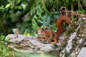 Tresco: 80180891 Red Squirrel Tresco, Isles of Scilly, UK