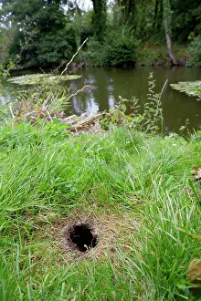 Vole: 80180911 Northern / European Water Vole Hole Bude