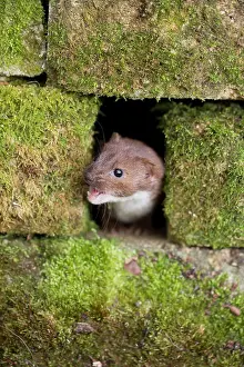 Weasel: 80180917 Least Weasel - in stone wall Devon, UK
