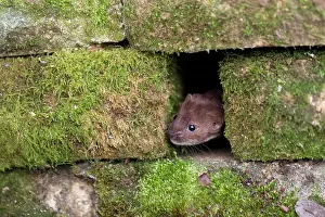 Weasel: 80180918 Least Weasel - in stone wall Devon, UK